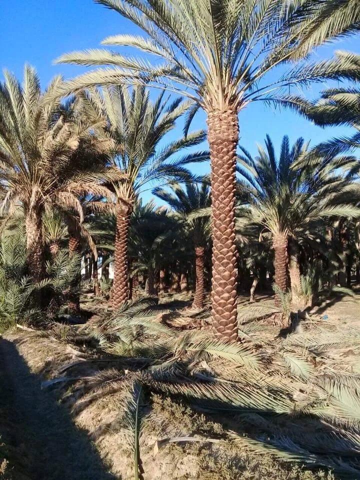توريد النخيل العربي