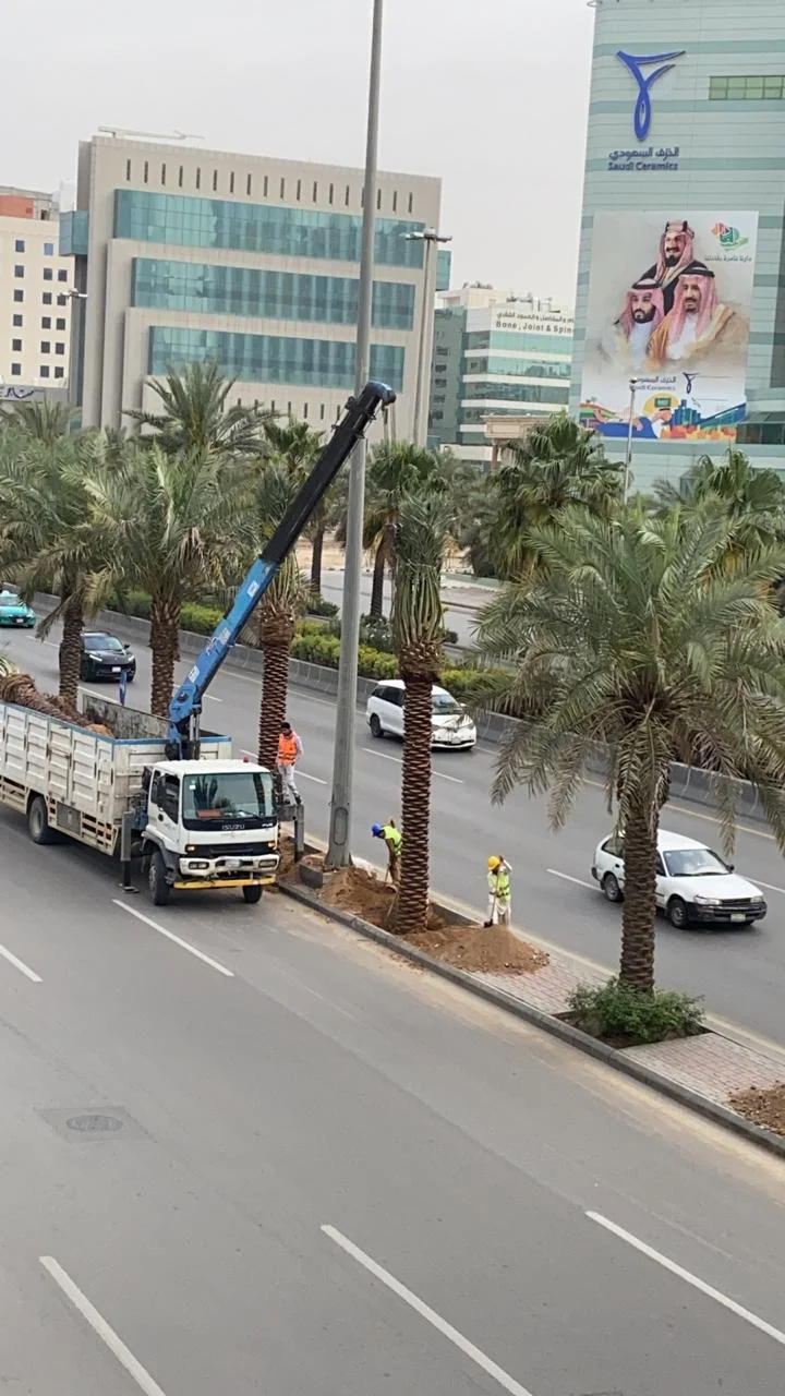 نقل النخيل الكبير