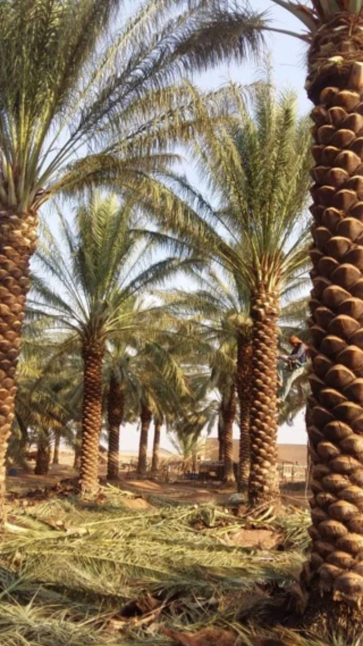 نقل وزراعة النخيل من موقع إلى آخر