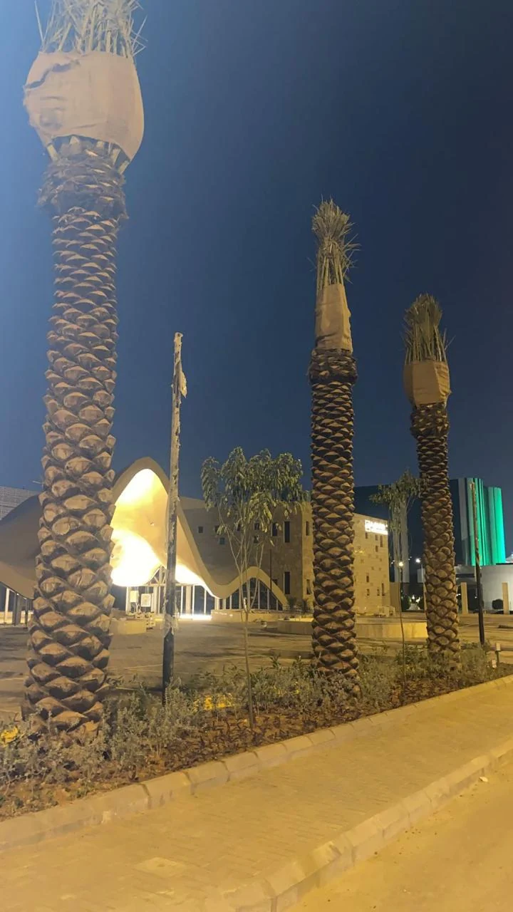 زراعة النخيل الجديد
