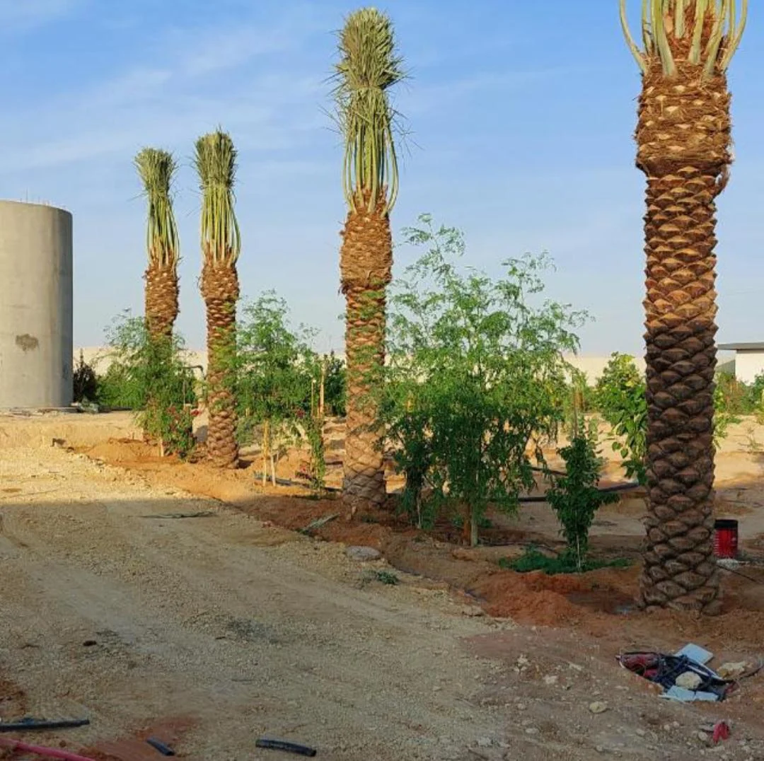تجهيز موقع زراعة النخيل في الخبر: دليل حي الخزامى
