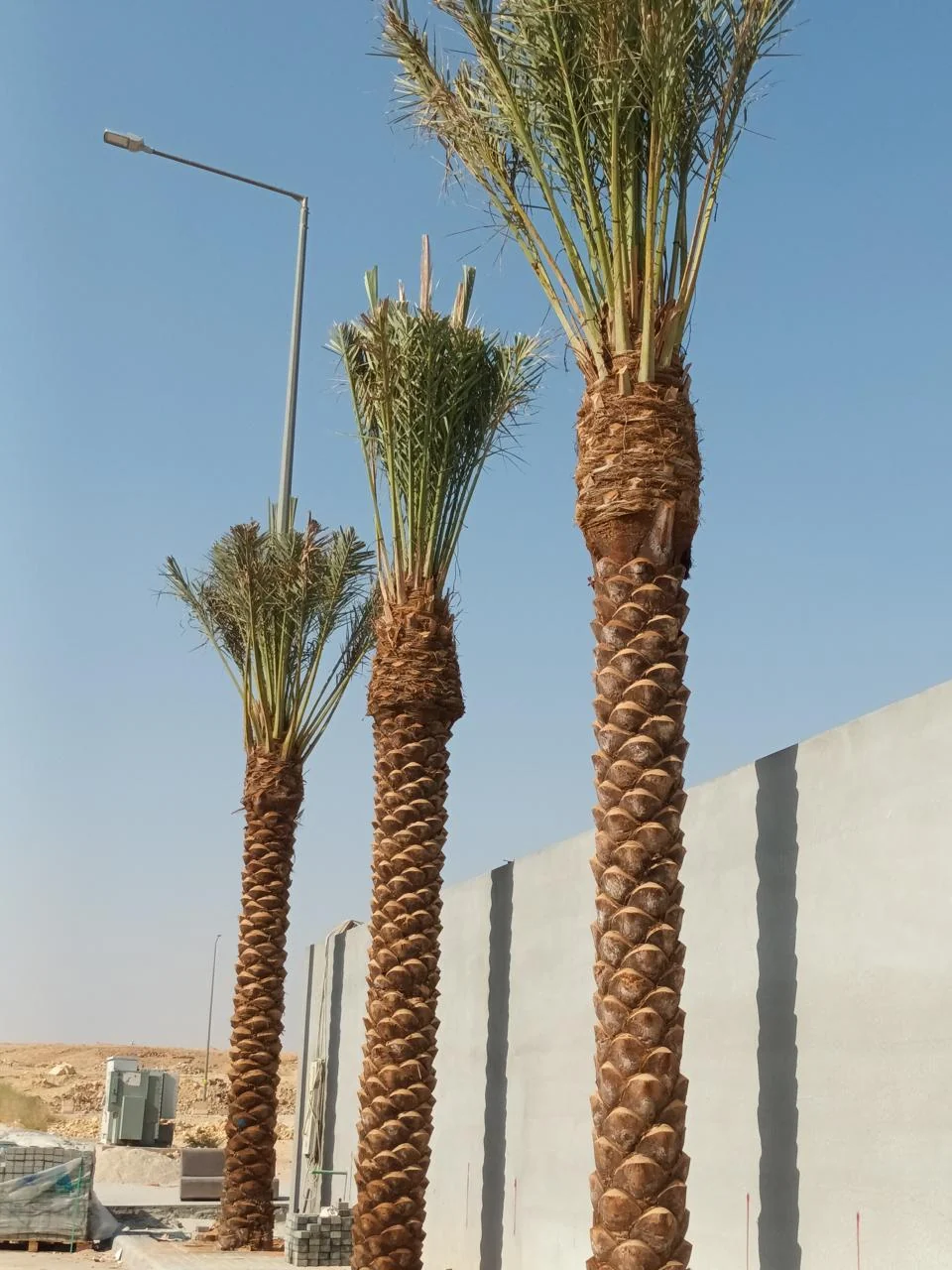 زراعة نخيل بمحاذاة سور
