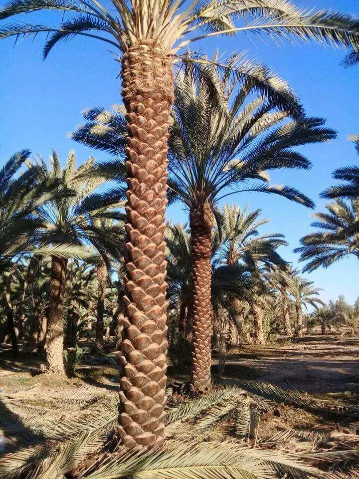التكريب الصحيح لجذع النخيل في الرياض: دليل حي الغدير