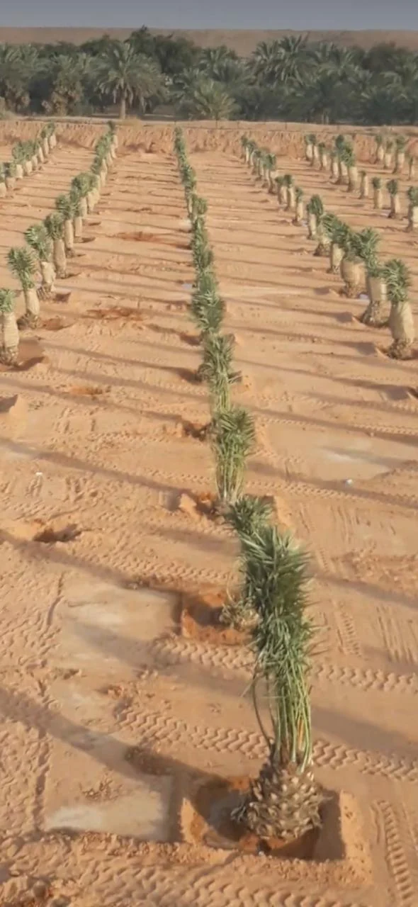 اختيار نخيل مدخل الفيلا في تبوك: دليل حي سلطانة
