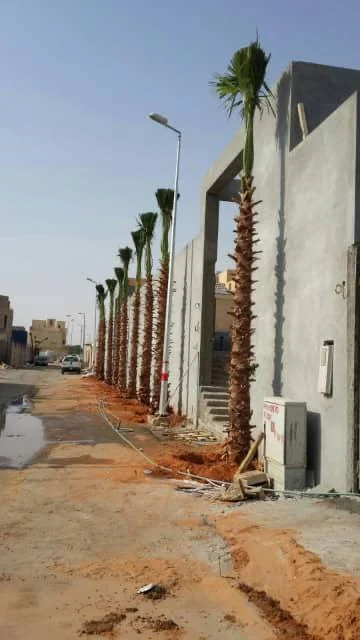 تنسيق النخيل للمشاريع التجارية