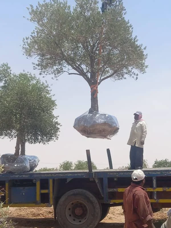 نقل شجرة زيتون كبيرة