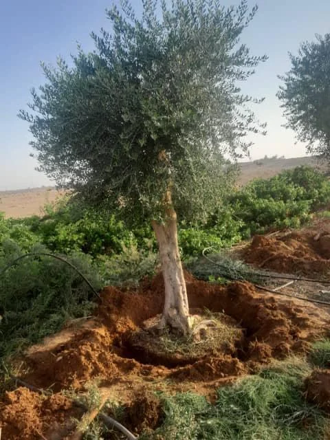 تجهيز زيتون معمر للزراعة