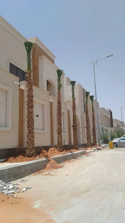 زراعة نخيل أمام فيلا