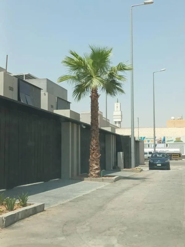 نخلة واشنطنية في شارع سكني