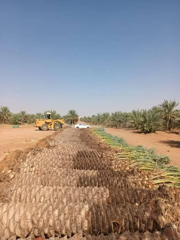 إنتاج فسائل نخيل في المزرعة