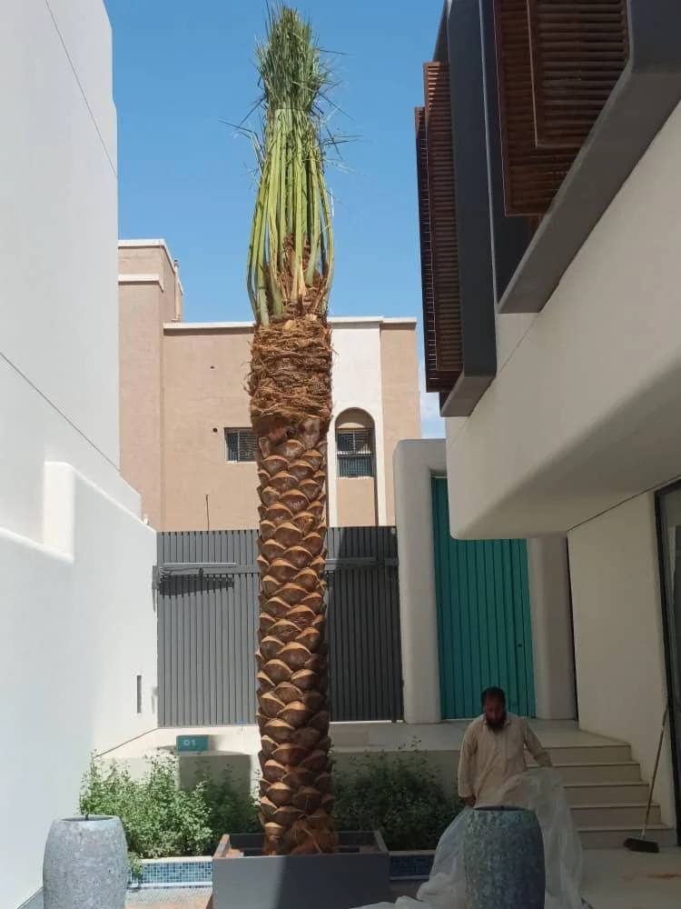 زراعة نخلة في فناء داخلي
